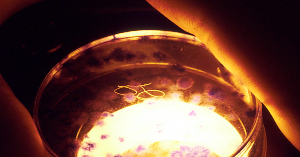 Ignoble Experiment