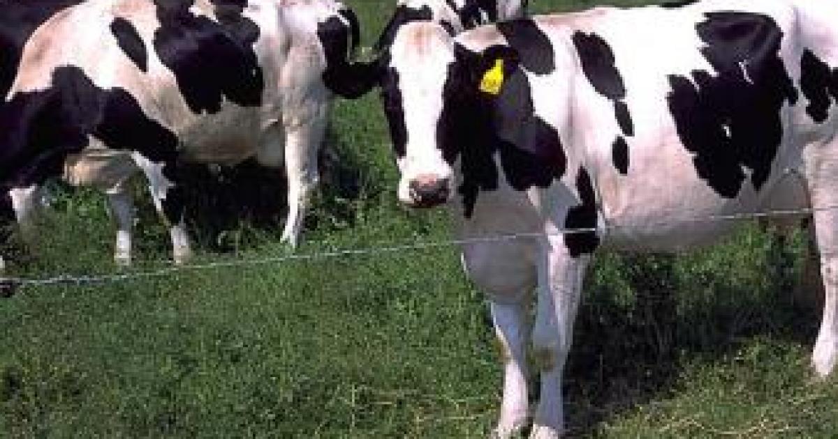 Got Milk?