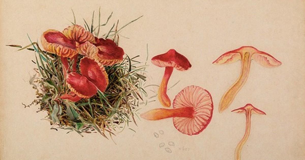 Prufrock: The Other Beatrix Potter, Vatican Hackathon, and Norman Mailer's Library