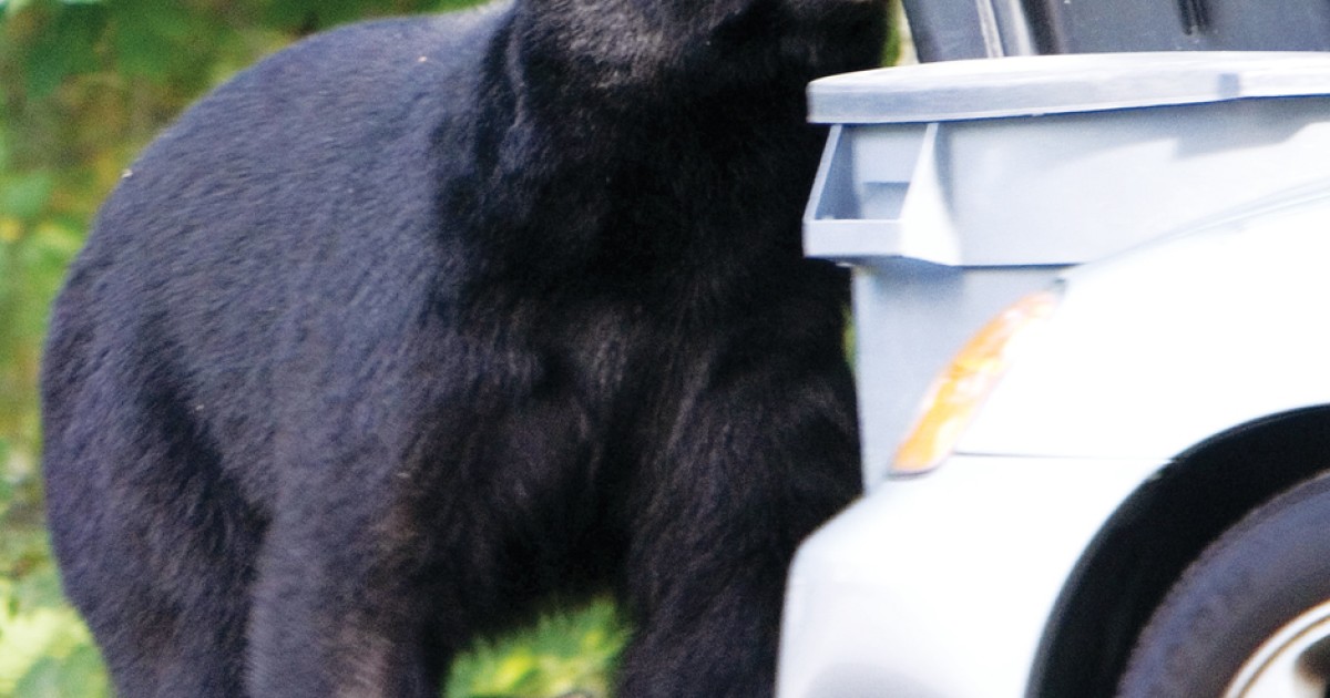 The Bears and the People