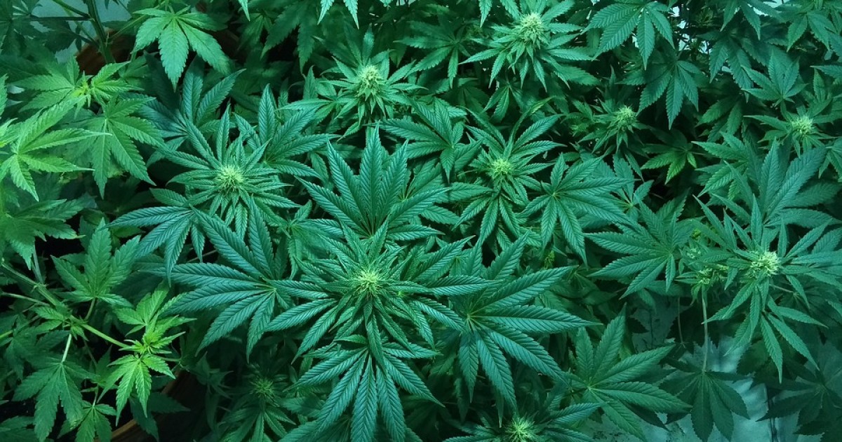Mind the Link: Marijuana Heightens the Risk of Psychosis