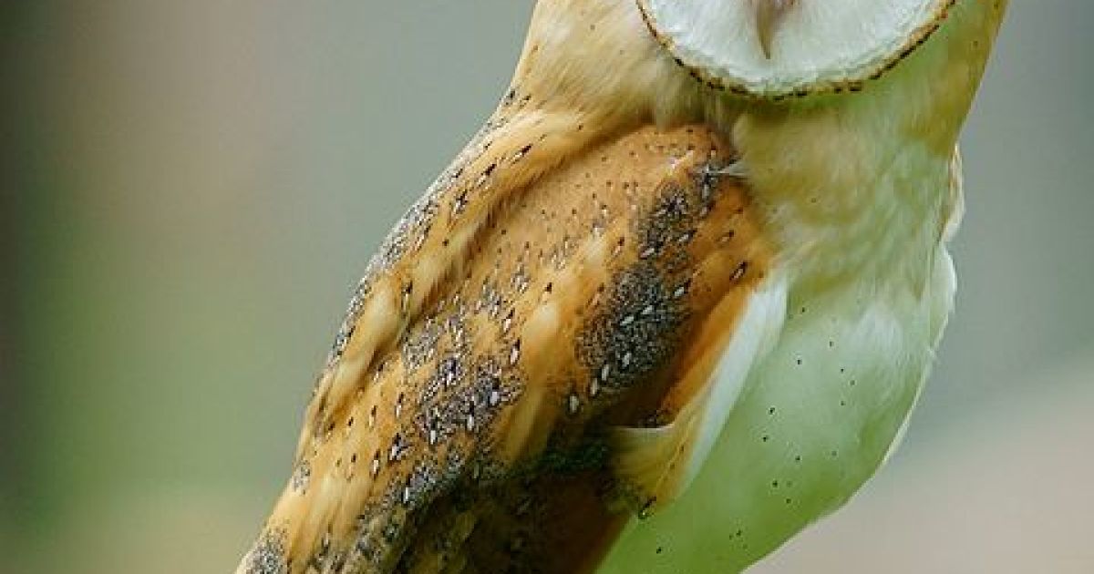 Prufrock: Democracy Dies in Rudeness, E.E. Cummings's Art Book, and the Truth about Owls