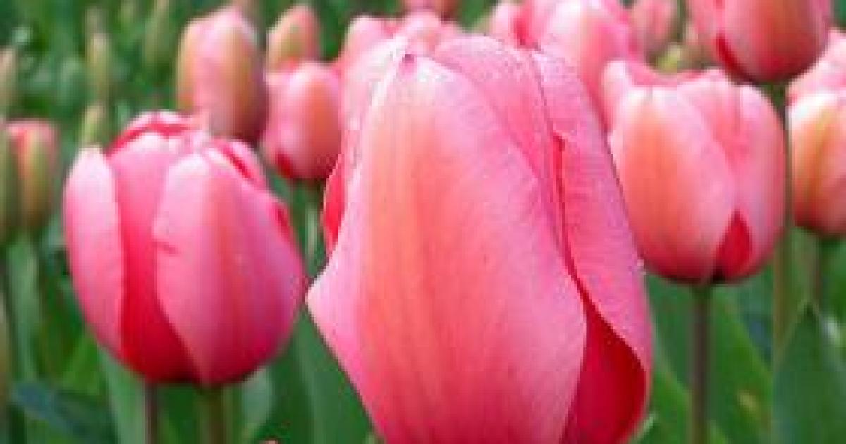 Kyrgyzstan’s Second Tulip Revolution?