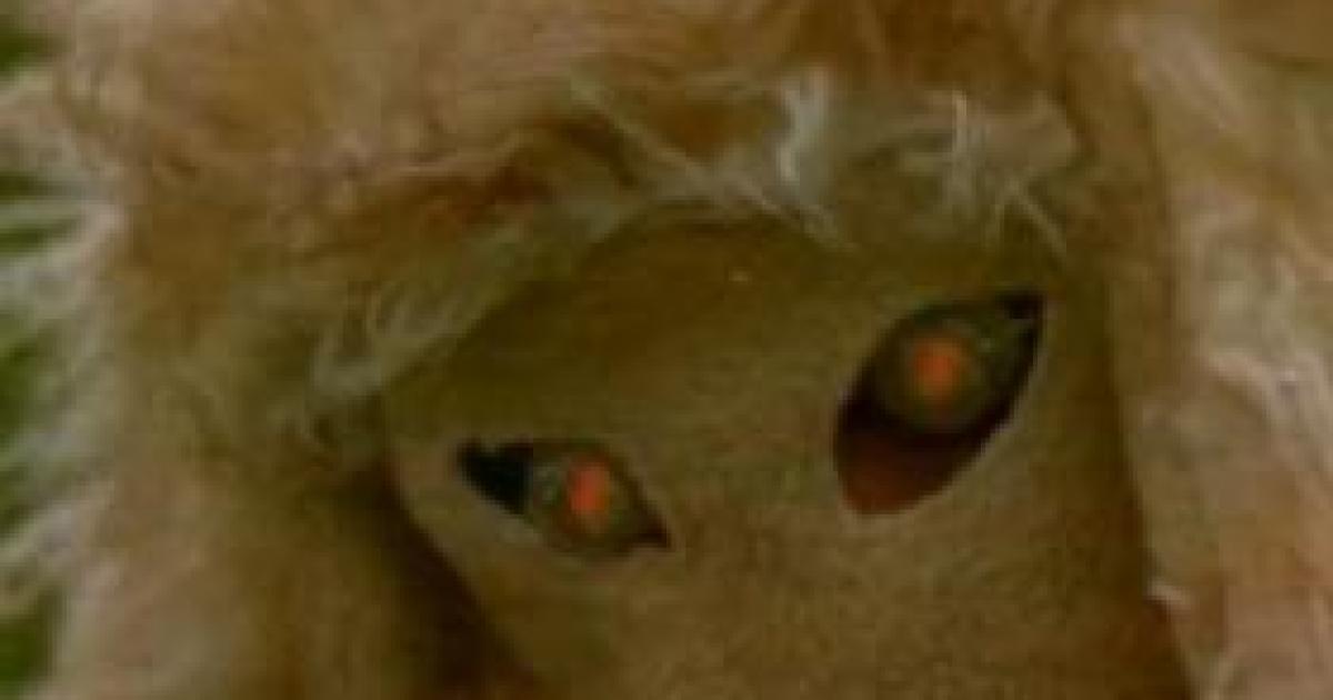 Carly Fiorina's Demon Sheep Attack Ad