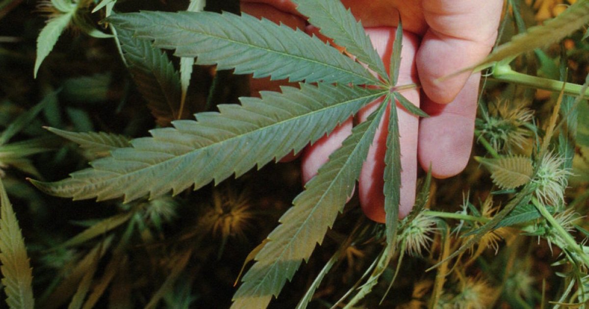 Your Brain on Drugs: Neuroscientists Narc on Legal Marijuana