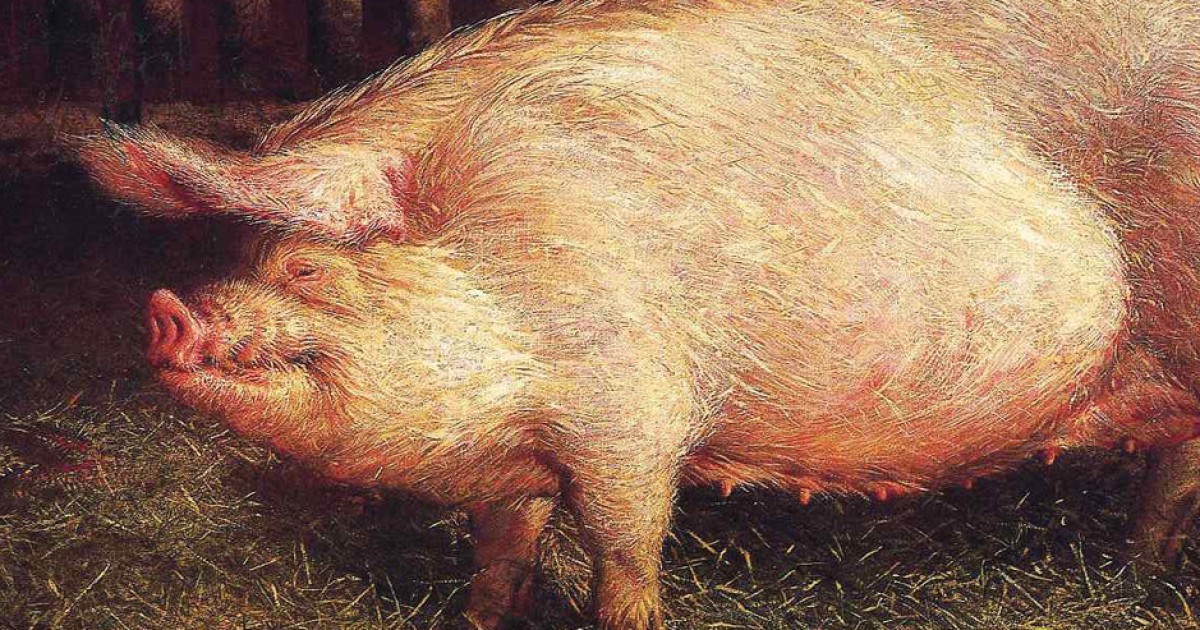 Hogs in Whole
