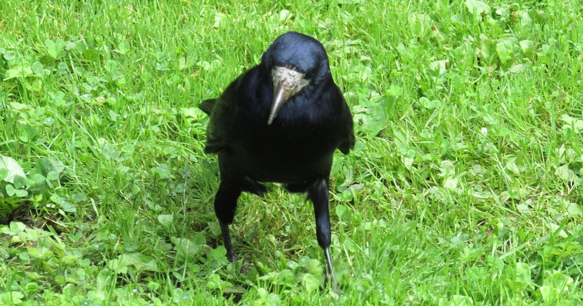 Prufrock: Vicious and Playful Ravens, German Art after the War, and Heavenly Proofs