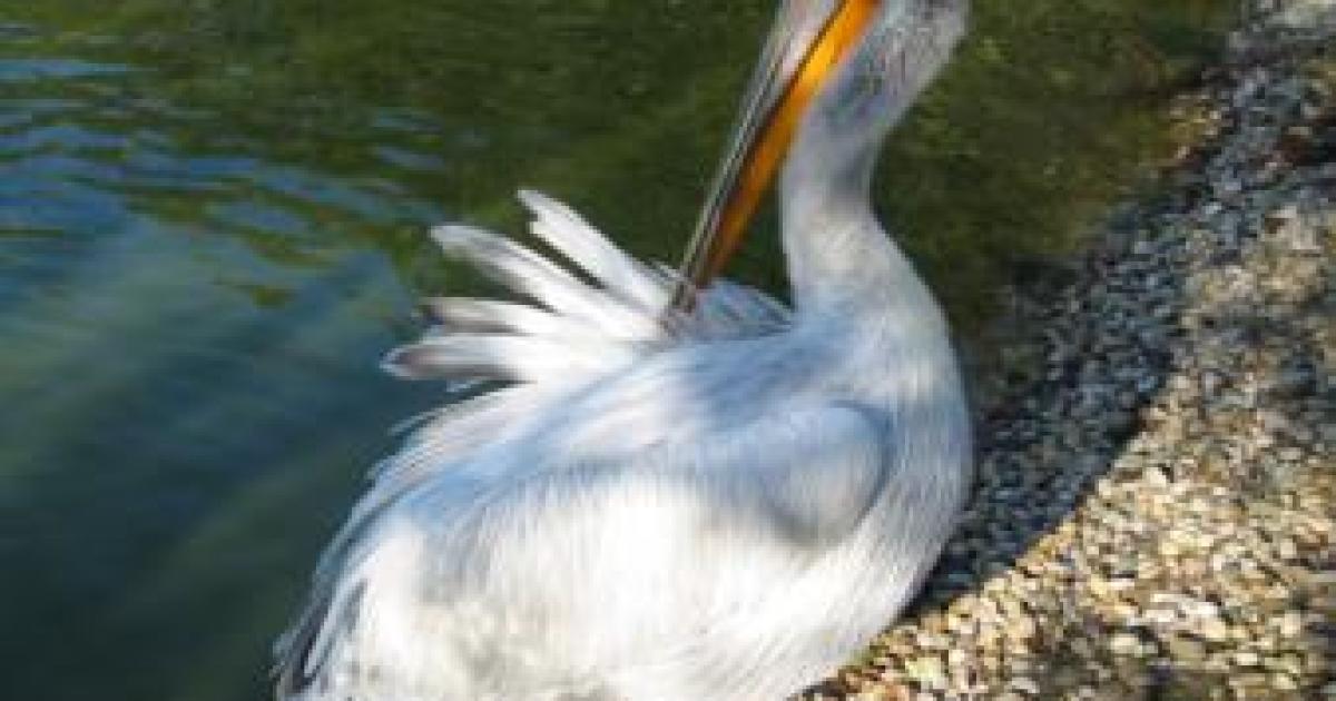 Go Pelicans!
